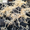 Wax impregnated wood wool firelighters – 10 kg